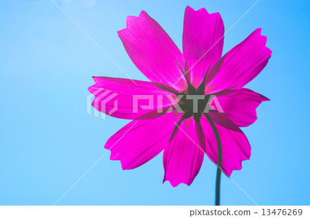 Cosmos shining blue sky 13476269