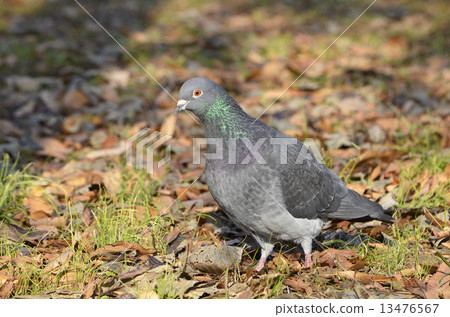 Dobat (dove) 13476567