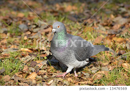 Dobat (dove) 13476569