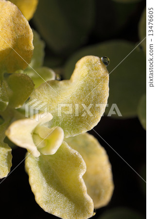 Helichrysum葉子和雨下落 Helichrysum葉子和雨下落 13476605