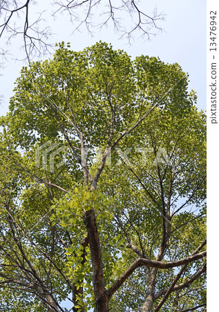 Camphor tree (Kusunoki) 13476942