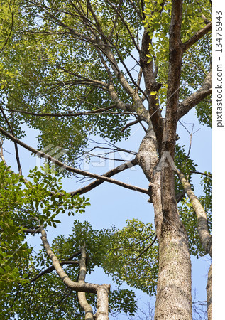 Camphor tree (Kusunoki) 13476943
