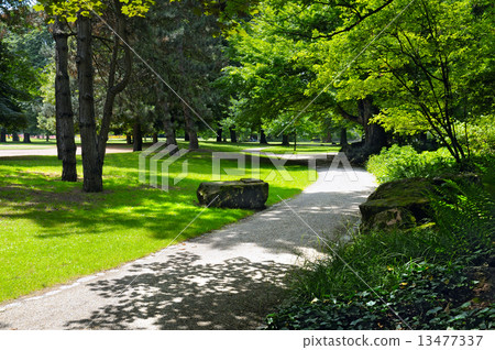 summer park with beautiful green lawns 13477337