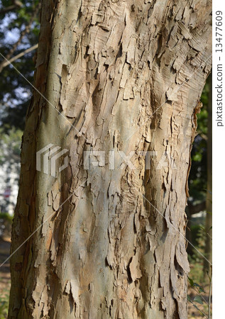 Toukaede (Tangpyeong) 13477609