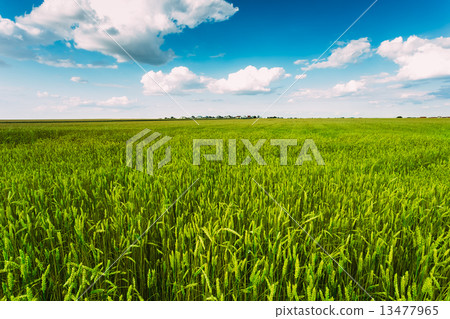 Green Wheat Ears Field, Blue Sky Background Green Wheat Ears Field, Blue Sky Background 13477965