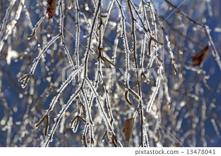Frozen birch branches Frozen birch branches 13478041