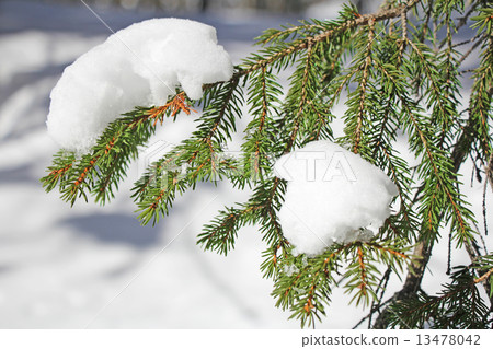 Frozen pine branches Frozen pine branches 13478042