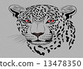 tiger cartoon 13478350