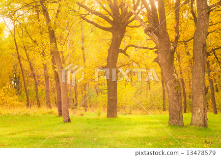 Dawn in old summer forest 13478579