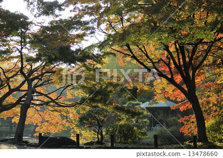 Nature autumn autumn leaves 13478660