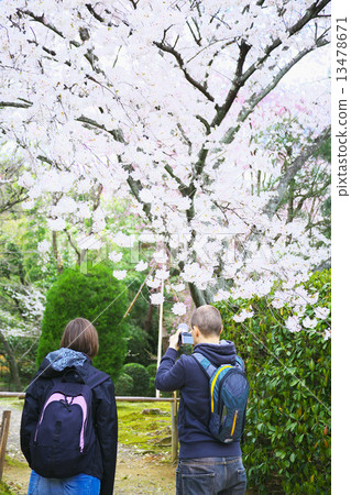櫻花在京都龍安寺和外國遊客 13478671