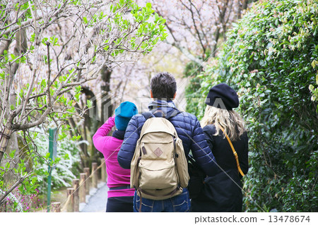 Cherry blossoms at Kyoto Ryoanji Temple and foreign tourists 13478674