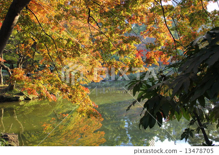 Nature autumn autumn leaves 13478705