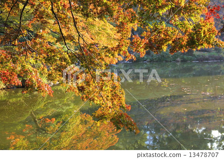 Nature autumn autumn leaves 13478707