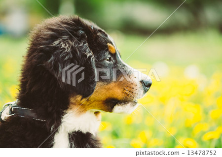 Bernese Mountain Dog (Berner Sennenhund) Puppy Bernese Mountain Dog (Berner Sennenhund) Puppy 13478752