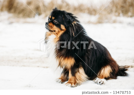 Black And Brown Colors Pekingese Pekinese Peke Dog Black And Brown Colors Pekingese Pekinese Peke Dog 13478753
