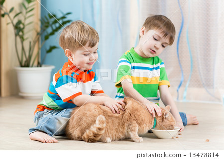 children boys feeding red cat children boys feeding red cat 13478814