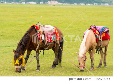 中國雲南省香格里拉納帕呼瑪·馬匹放牧 13479053