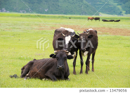牛在放牧香格里拉納帕海在雲南，中國 13479056