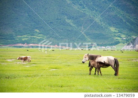 中國雲南香格里拉納帕馬的父母和子女 13479059