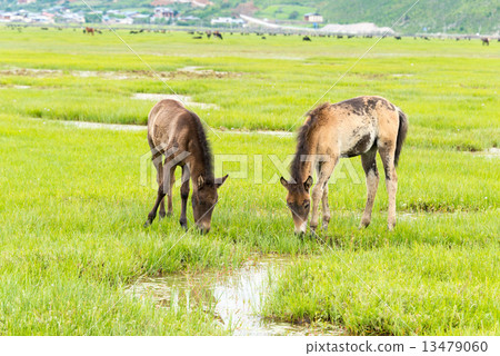 中國·雲南香格里拉納帕海水飲用馬 13479060