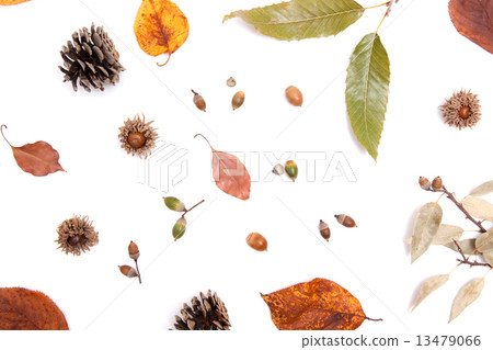 Colors of autumn 13479066