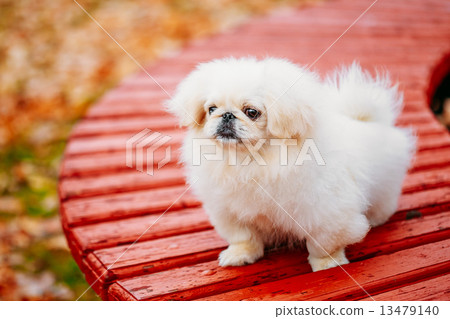 White Pekingese Pekinese Peke Whelp Puppy Dog 13479140