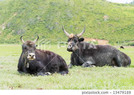 牛在放牧香格里拉納帕海在雲南，中國 13479189