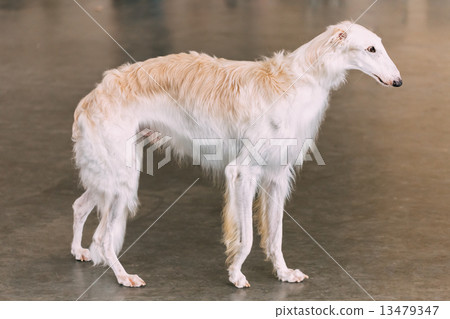 White Dog Russian Borzoi Wolfhound White Dog Russian Borzoi Wolfhound 13479347