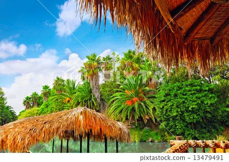 Beautiful landscape of humid tropical jungle. Beautiful landscape of humid tropical jungle. 13479491