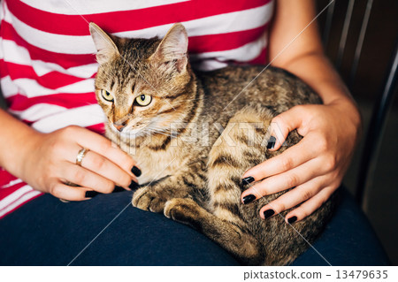 图库照片 close up portrait tabby male kitten cat