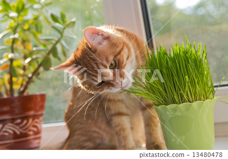 Cat and vase of fresh catnip 13480478