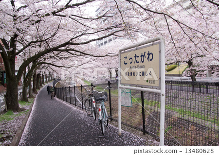 Tama _ cherry blossoms of Ugada River ① 13480628