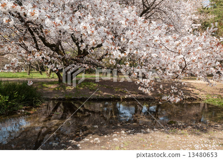 櫻花在京都御苑出口的小川 13480653
