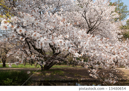 櫻花在京都御苑出口的小川 13480654