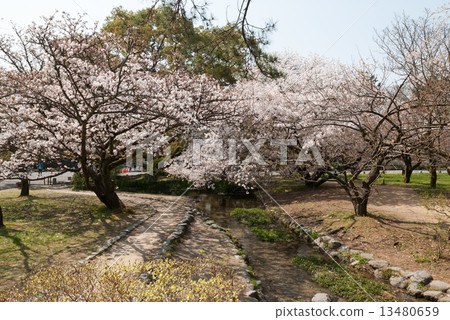 櫻花在京都御苑出口的小川 櫻花在京都御苑出口的小川 13480659