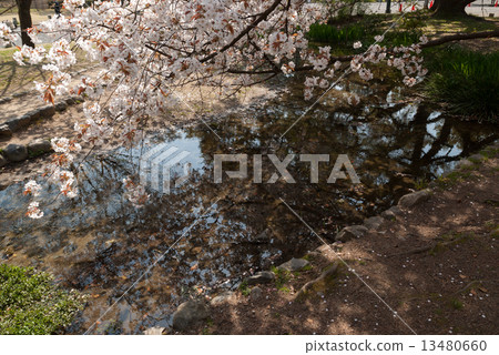 Cherry blossoms in Ogawa at Kyoto gyoen exit 13480660