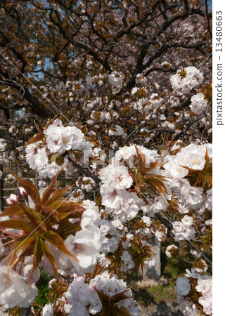 Kyoto Miyuen cherry tree Kyoto Miyuen cherry tree 13480663