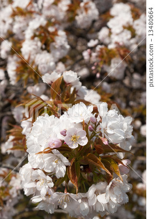 Kyoto Miyuen cherry tree Kyoto Miyuen cherry tree 13480664