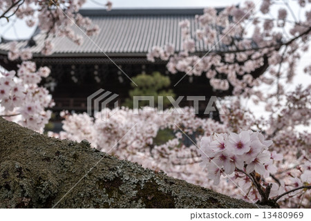 Kurodani Kimiwa Kwantoji Monkey gate 13480969