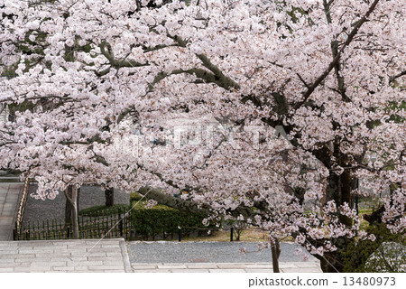 Kurodani Kimiki Komyoji 13480973