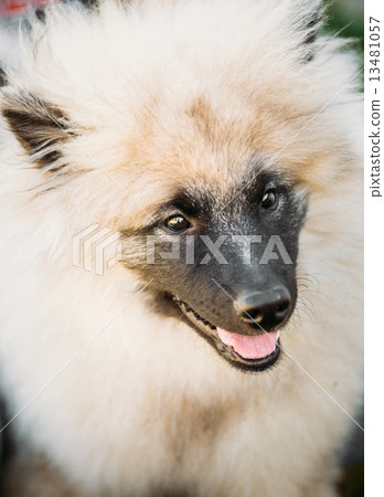 Gray Keeshound, Keeshond, Keeshonden Dog (German Spitz) Wolfspit 13481057