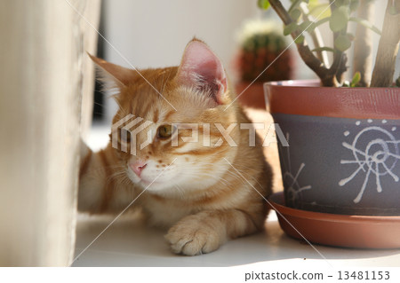 Red cat on the windowsill 13481153