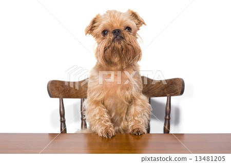 Brussels Griffon on the chair Brussels Griffon on the chair 13481205