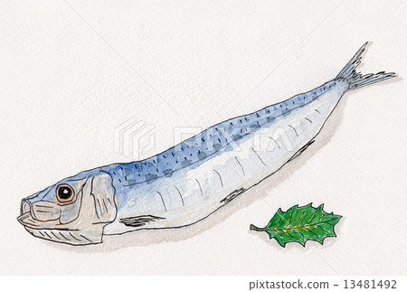 sardine water color watercolor stock illustration 13481492 pixta