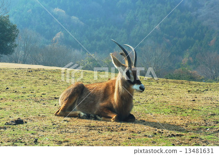 貸款羚羊 13481631