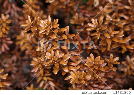 Leaves and runaways crowberry Leaves and runaways crowberry 13481860