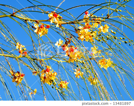 Or Yehuda Parkinsonia aculeata 2010 13481897