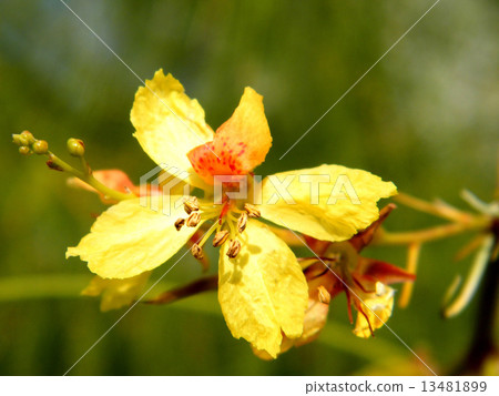 Or Yehuda Parkinsonia aculeata flower 2011 13481899