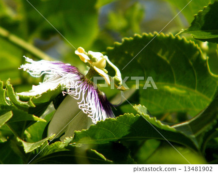 Or Yehuda Passiflora flower 2010 13481902